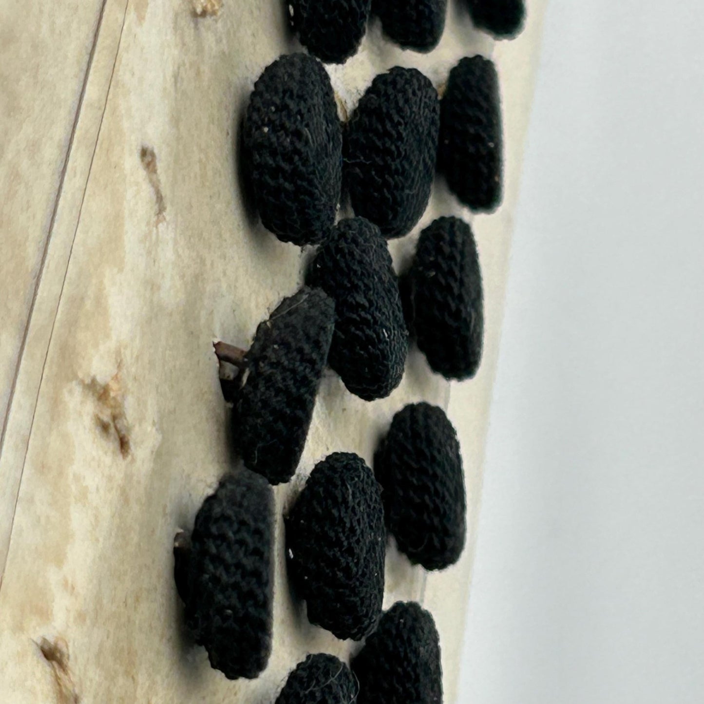 side view of 26 Antique French Black Textile Buttons 12mm, Metal Shanks on original card - Splendid Vintage World